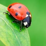 Coccinella