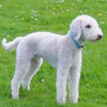 Bedlington_terrier