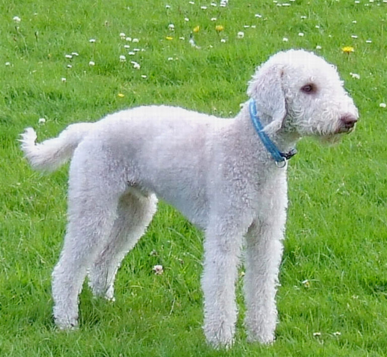 Bedlington terrier Mille Animali