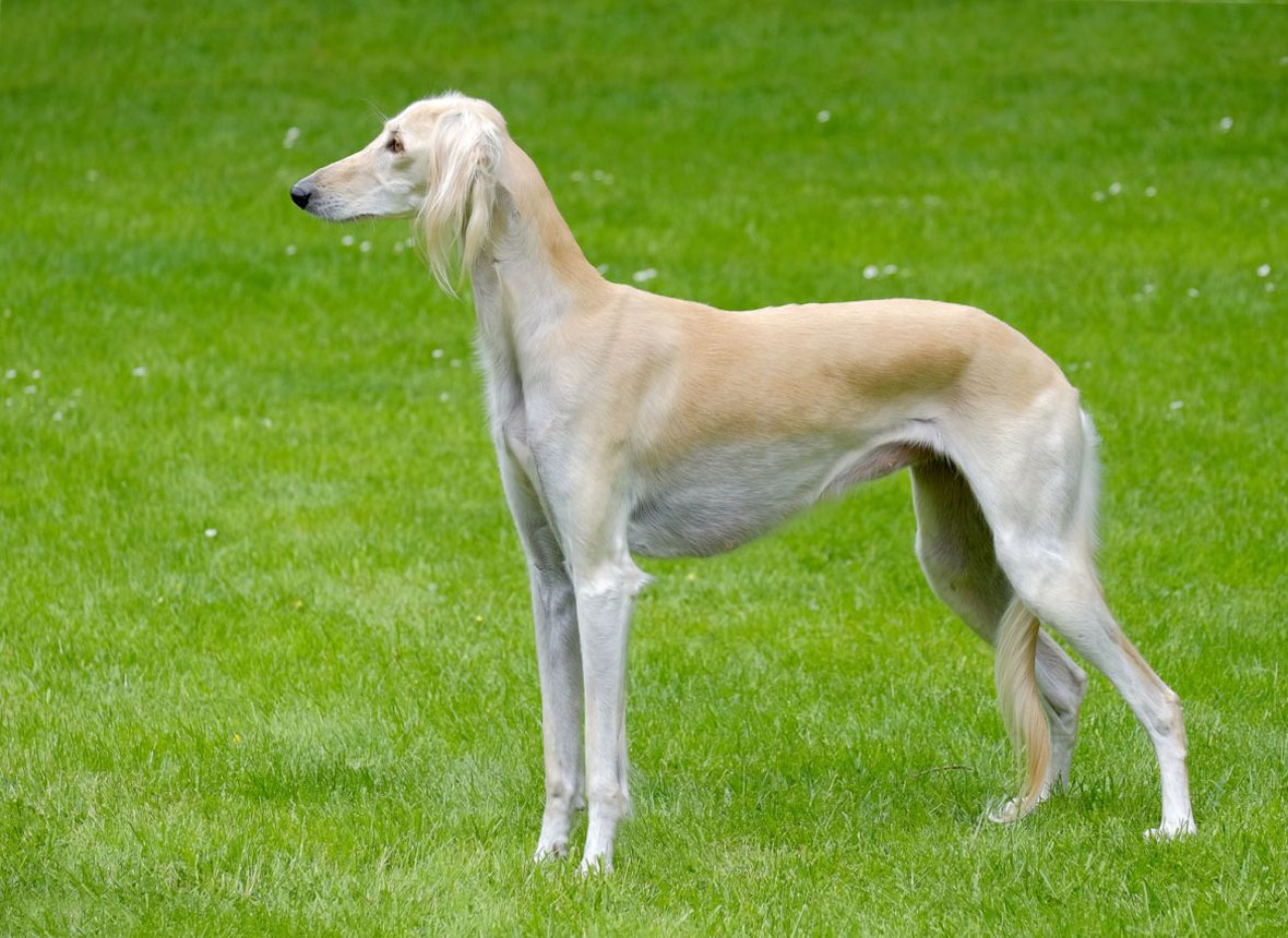 Saluki