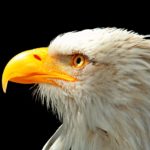 Aquila