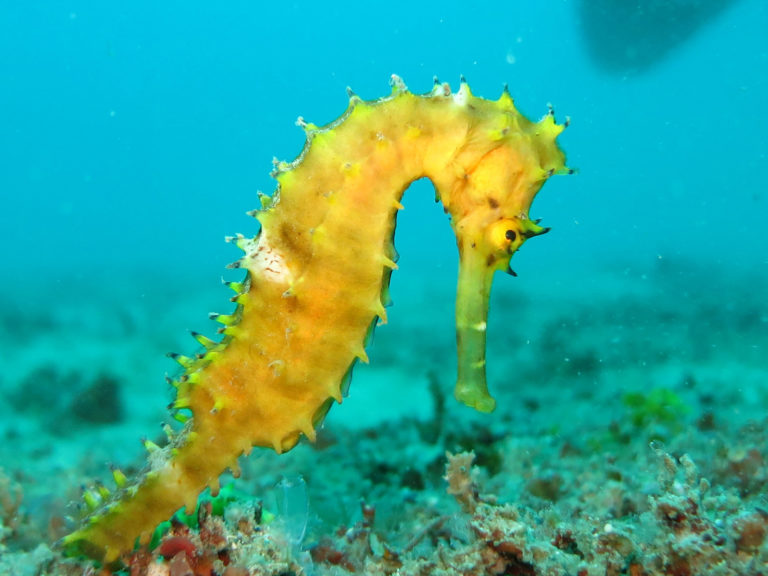 Ippocampo Mille Animali