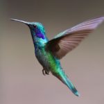 Colibri
