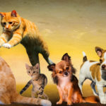 Composizione animali