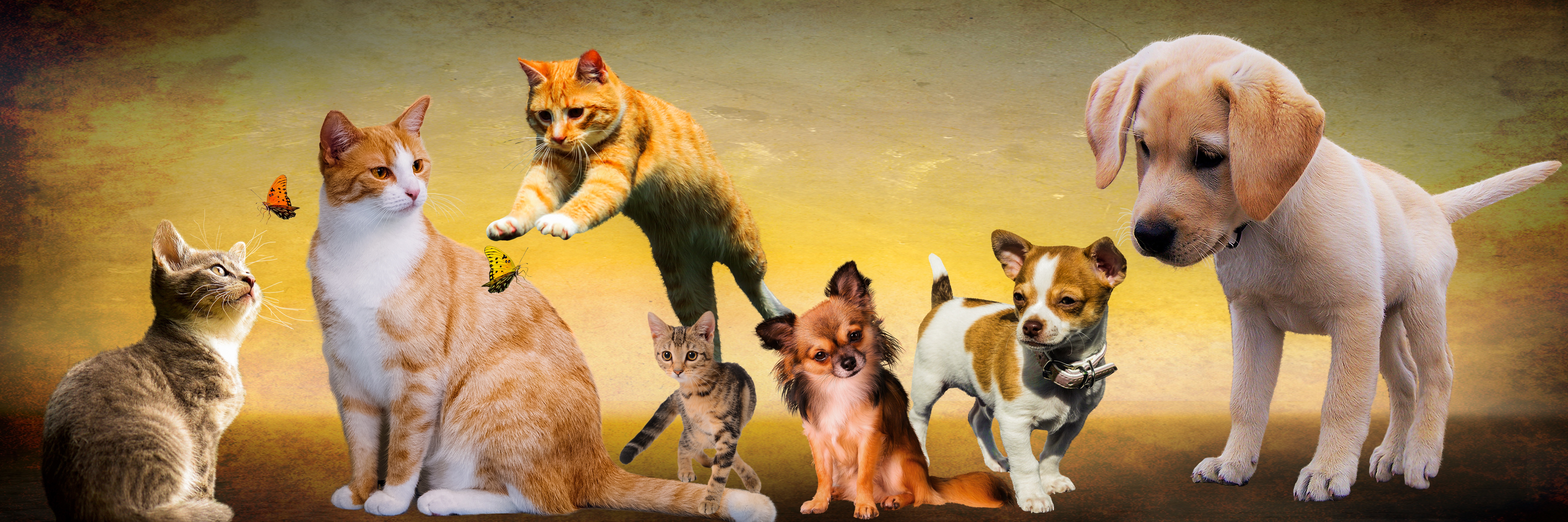 Composizione animali