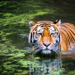Tigre