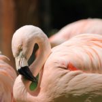 flamingo-2417363_1280