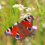 insect-1526939_1920