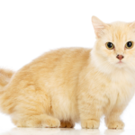 Munchkin_cat