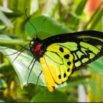 Goliath Birdwing Butterfly