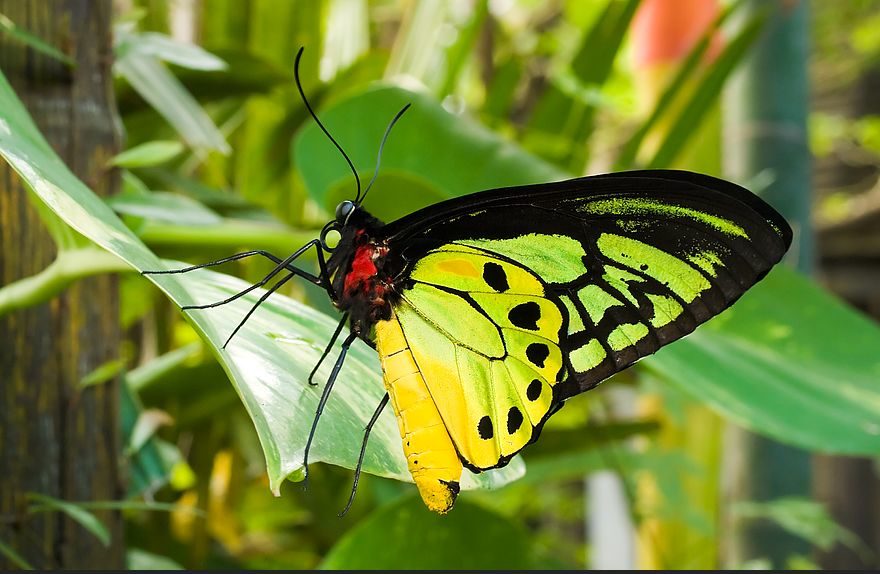 Goliath Birdwing Butterfly