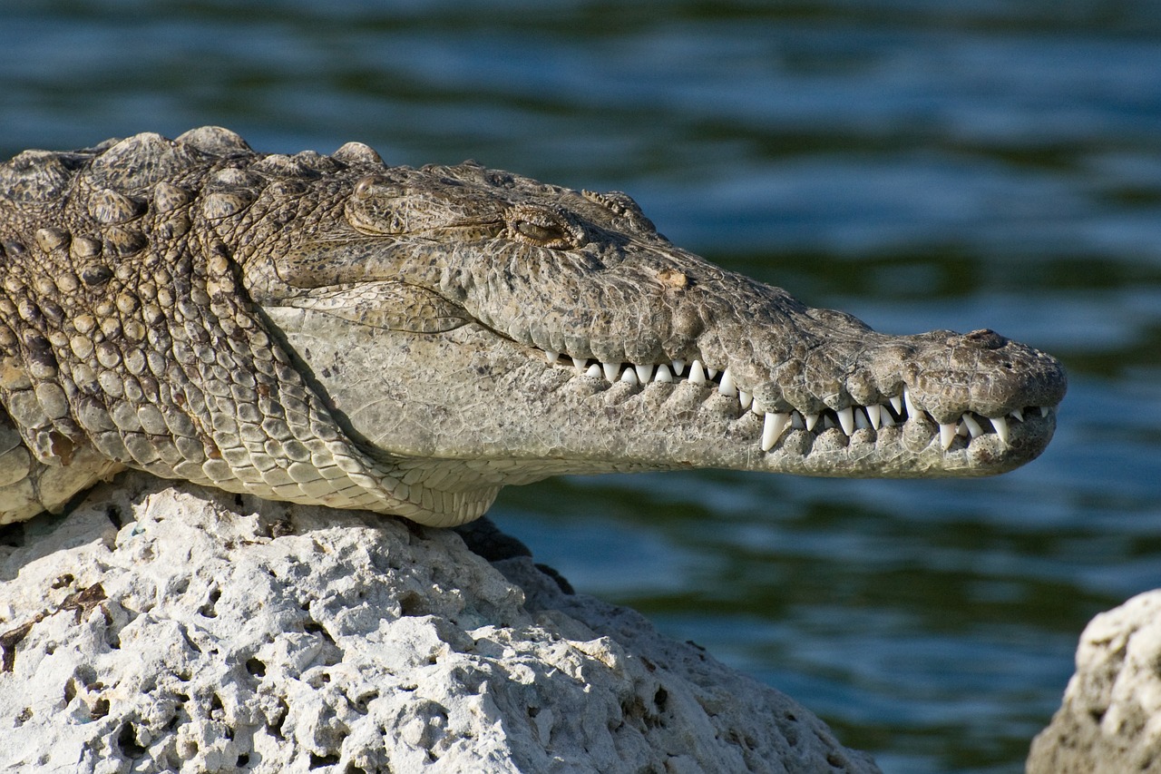 Crocodylia