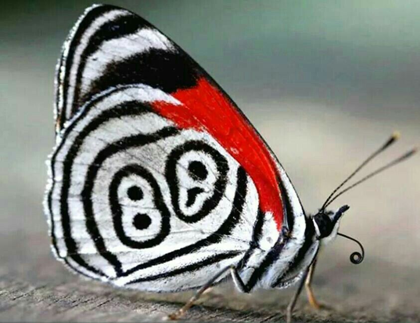 Farfalla 88