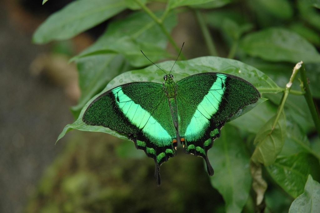 Farfalla smeraldo