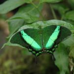 Farfalla smeraldo