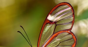 Le 10 farfalle più belle del mondo