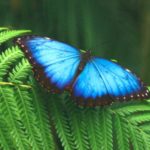 Morfo Blu