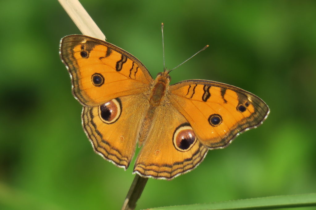 Peacock Pansy