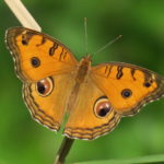 Peacock Pansy