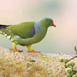 Piccione verde africano