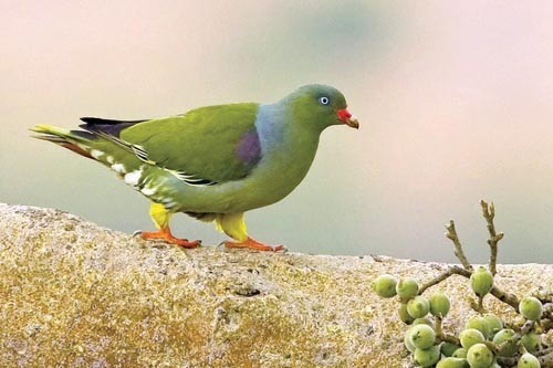 Piccione verde africano