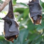 Pipistrelli