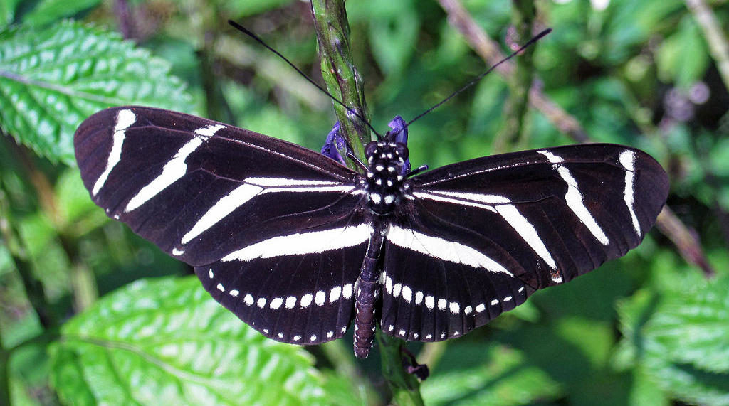 Zebra Longwing