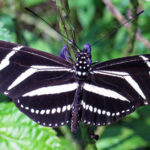 Zebra Longwing