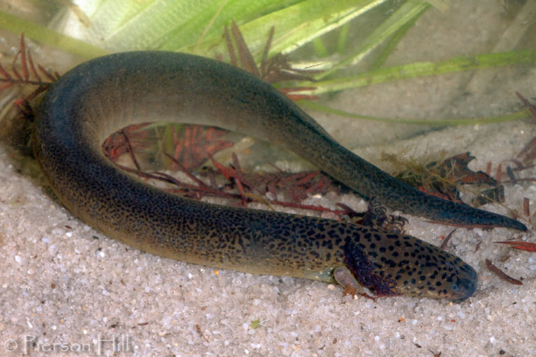 Sirenidi - Mille Animali