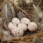 Barn_swallow_(Hirundo_rustica)_nest_eggs,_total_clutch