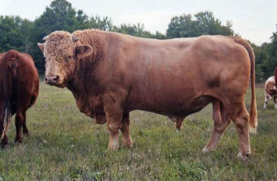 Beefalo