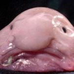 Blobfish