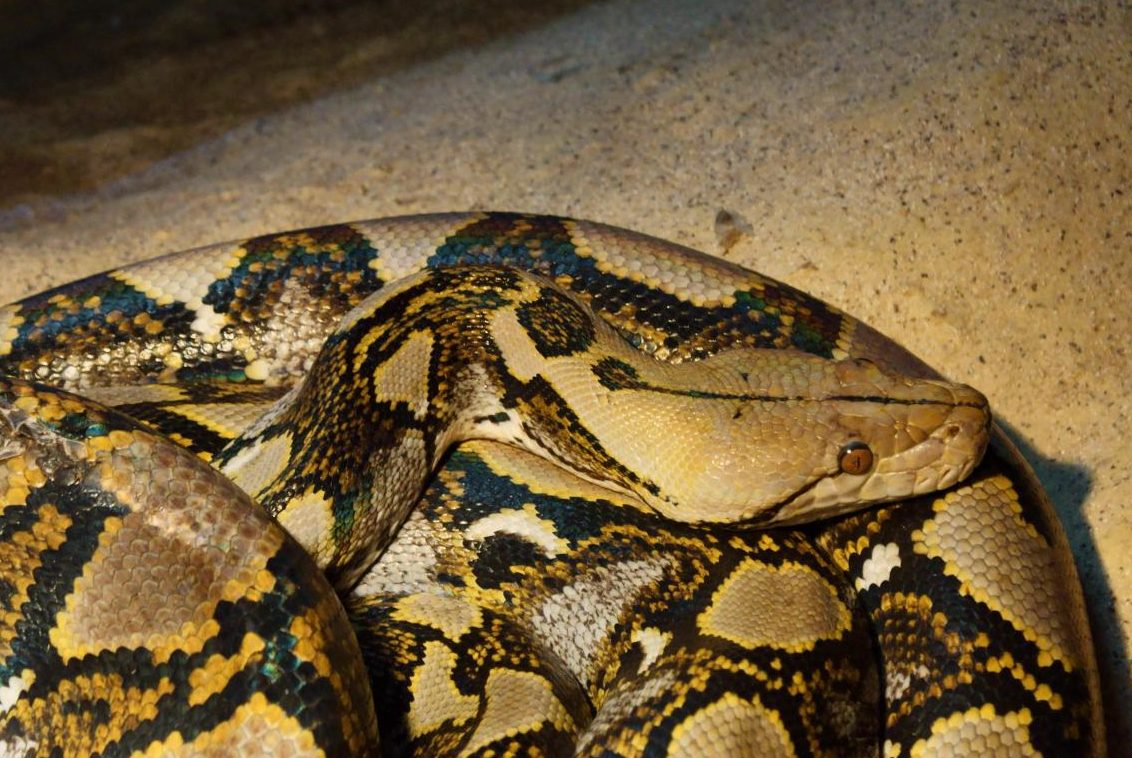 Pitone reticolato