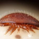 Varroa destructor