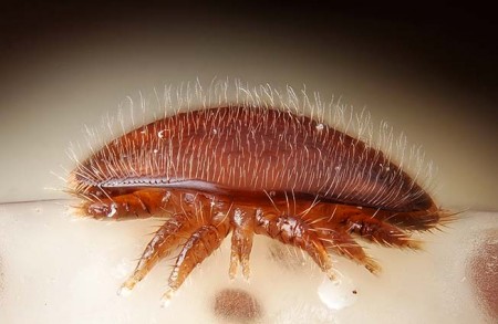 Varroa destructor