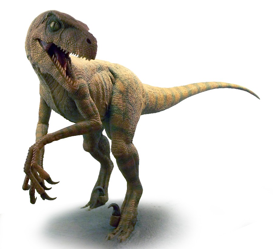Velociraptor