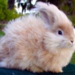 Coniglio angora
