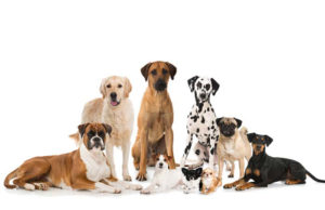 Razze di cani – Elenco completo