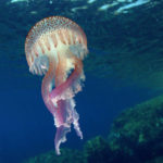 Pelagia noctiluca