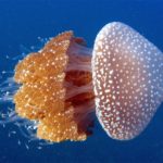 Phylloriza punctata