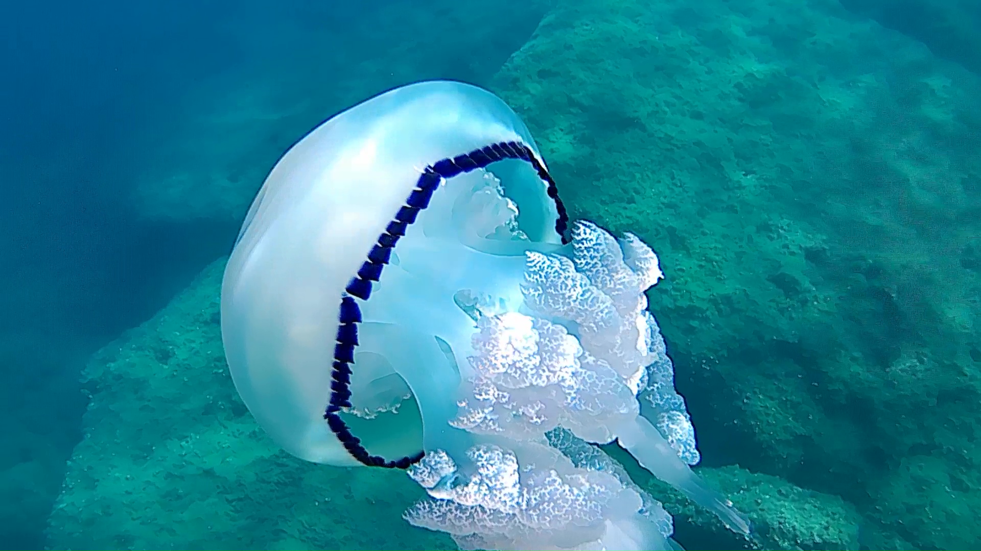 Le Meduse Del Mediterraneo Mille Animali Le Meduse Del Mediterraneo Mille Animali