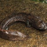 Salamandra gigante cinese