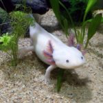 Axolotl
