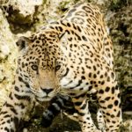 jaguar-1337201_1920