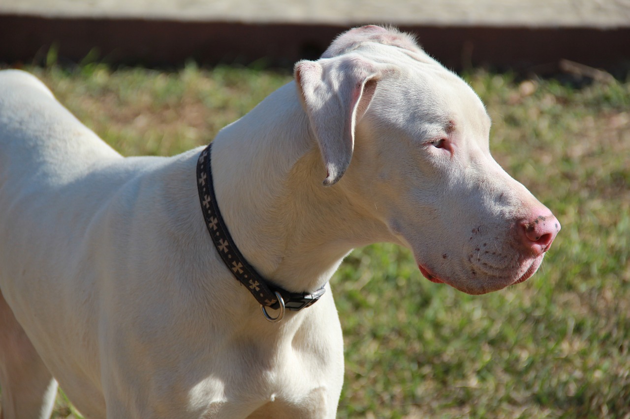 ? Le 10 razze di cani più grandi Mille Animali