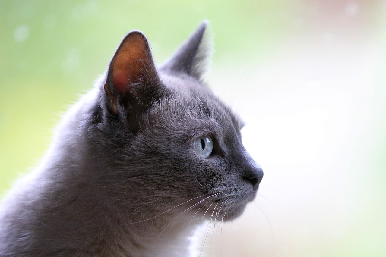 Alimentazione del gatto