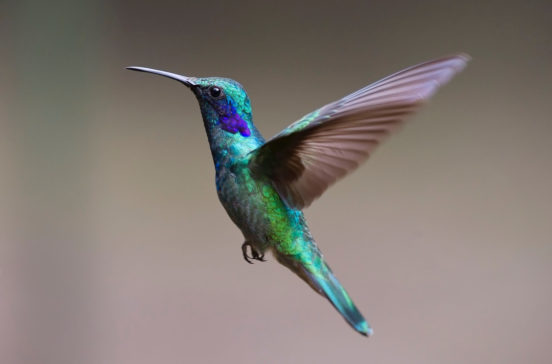 Colibri Colibrì Alimentatori Mano Alimentatore Bella for Selvatico Uccello Rosso 