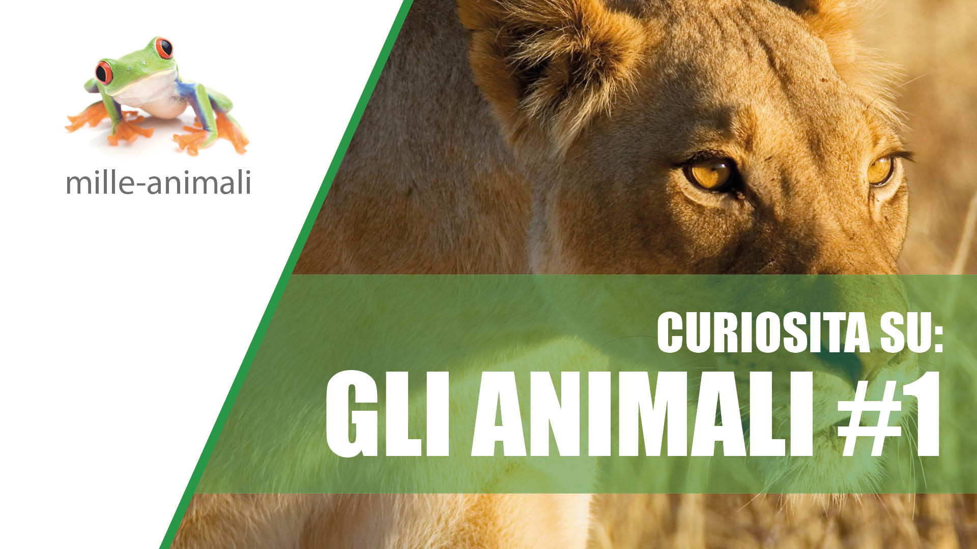 Curiosità sugli animali