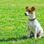 Jack russel