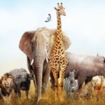 Mille Animali